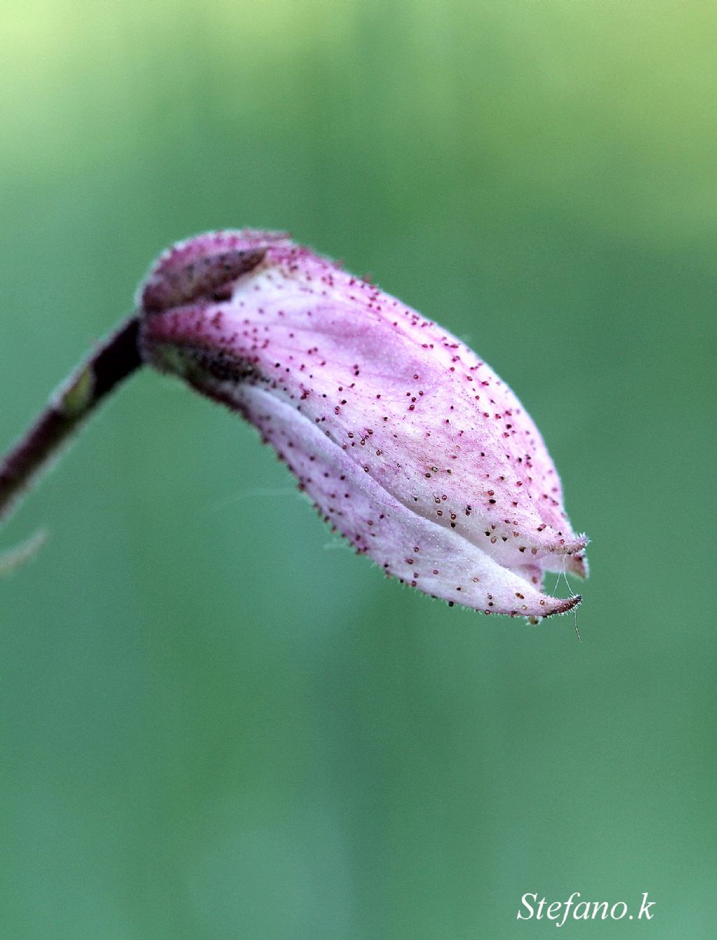 Dictamnus albus
